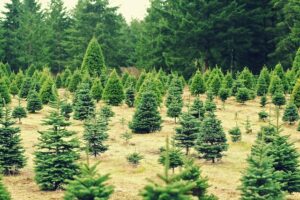 Weighing Christmas Trees 